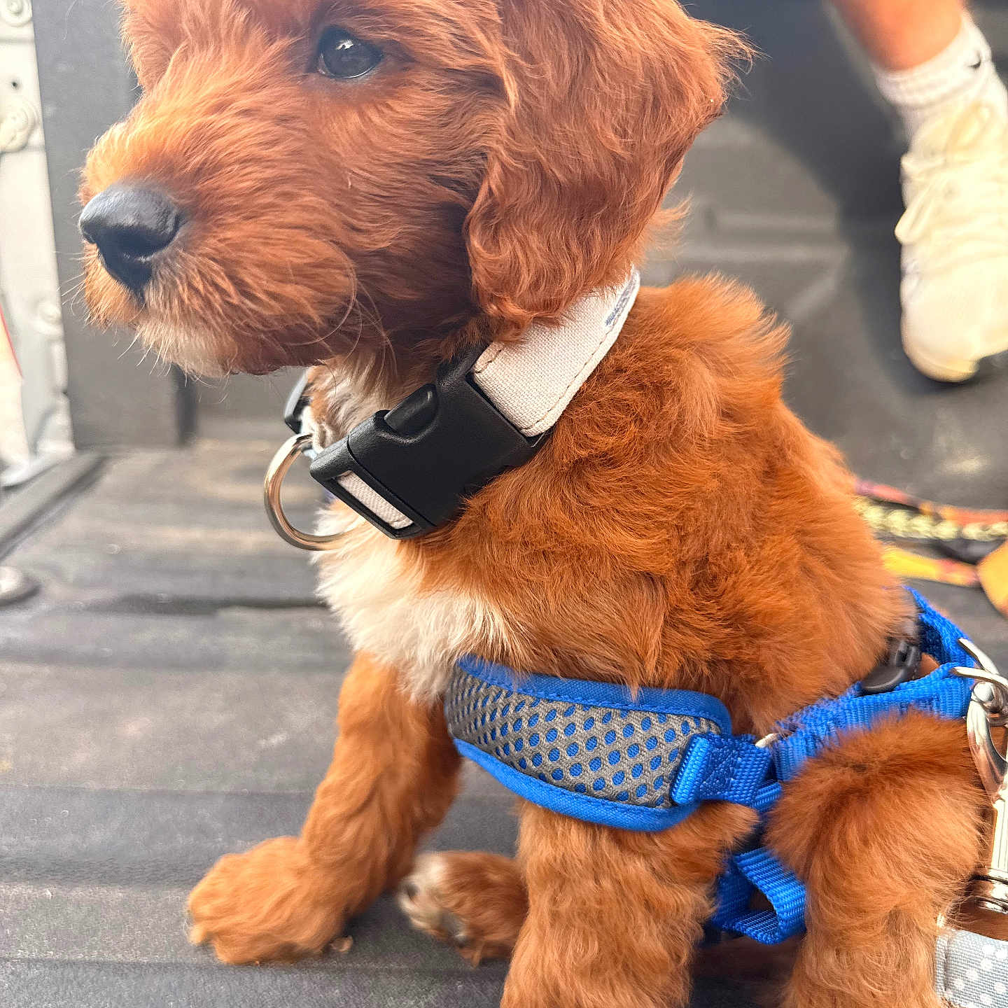 Teddy joined the competition — help win amazing prizes! animal, attention, background_blur, blue_harness, brown_fur, canine, closeup, cute, dog, floor, fur, indoor, legs, person, pet, puppy, sitting, sneakers, white_collar, young