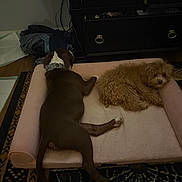 Zeus joined the competition — help win amazing prizes! dog, pet_bed, brown_dog, fluffy_dog, curled_up, sprawled_out, indoor, carpet, dresser, clothes, relaxing, cozy, canine, furniture, floor, collar, resting, animal, home, sleeping_area