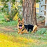 dog, german_shepherd, grass, tree, outdoor, nature, pet, canine, sunlight, fence, leafy_plants, tongue_out, relaxed, animal, mammal, park, greenery, daylight, happy, lying_down