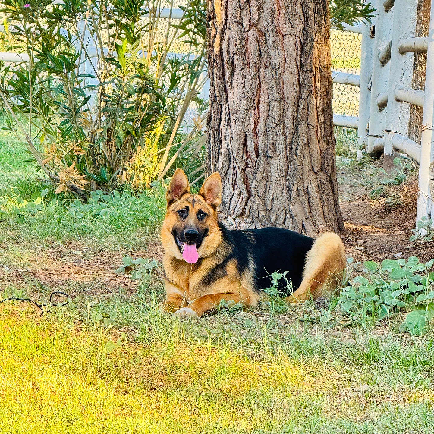 Max