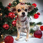 Buttercup joined the competition — help win amazing prizes! carnivore, christmas, christmas_decoration, christmas_eve, christmas_ornament, christmas_tree, companion_dog, deer, dog, dog_breed, event, evergreen, fawn, holiday, holiday_ornament, ornament, plant, snout, twig, whiskers