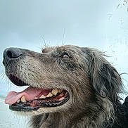 Lotus a rejoint le concours — aidez-le/la à gagner de superbes lots ! dog, canine, pet, close_up, tongue_out, happy, profile, fur, outdoor, sky, cloudy, animal, muzzle, ears, teeth, snout, nature, expression, joyful, portrait