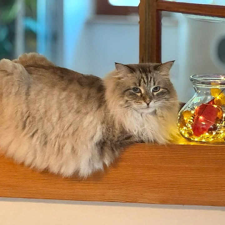 Rockette participe au concours pour gagner de l'argent avec cette photo : animal, autumn_leaves, brown, cat, cozy, decor, domestic_cat, fairy_lights, feline, fluffy, glass_jar, indoor, orange, pet, reflection, relaxed, resting, soft_fur, window, wooden_ledge