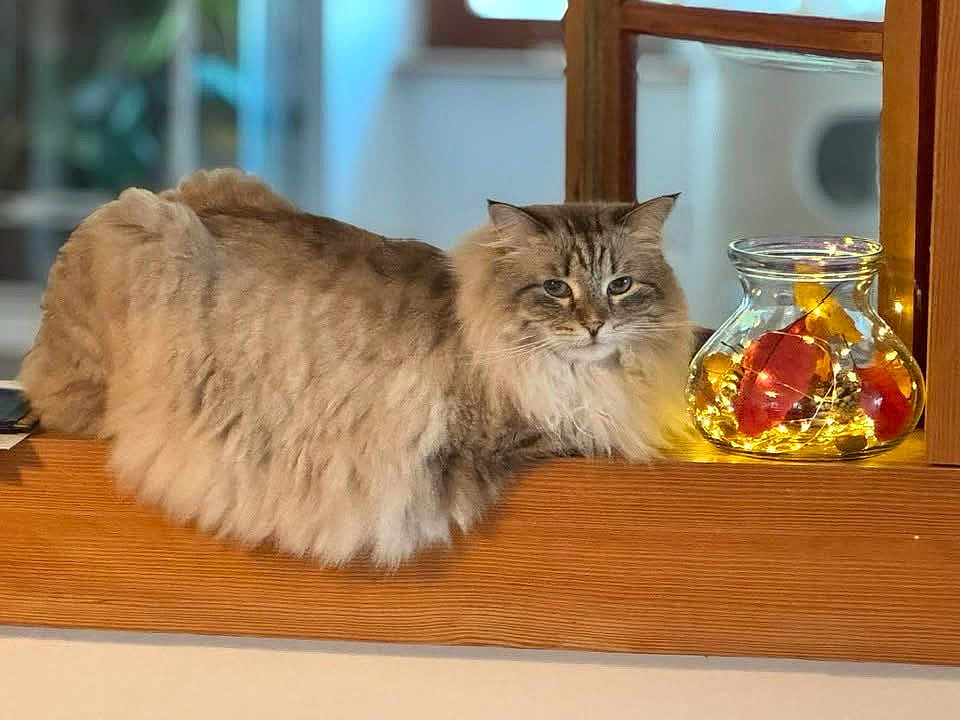 Rockette participe au concours pour gagner de l'argent avec cette photo : animal, autumn_leaves, brown, cat, cozy, decor, domestic_cat, fairy_lights, feline, fluffy, glass_jar, indoor, orange, pet, reflection, relaxed, resting, soft_fur, window, wooden_ledge