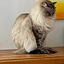 Rockette participe au concours pour gagner de l'argent avec cette photo : animal, calm, cat, cute, domestic, feline, fluffy, furniture, gray, indoor, long_hair, painting, pet, portrait, relaxed, side_view, sitting, wall, white, wooden_surface
