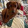 dog, puppy, dachshund, quilt, blanket, indoor, pet_bed, carpet, brown, cute, animal, looking_up, ears, fur, cozy, home, floor, pattern, resting, comfort