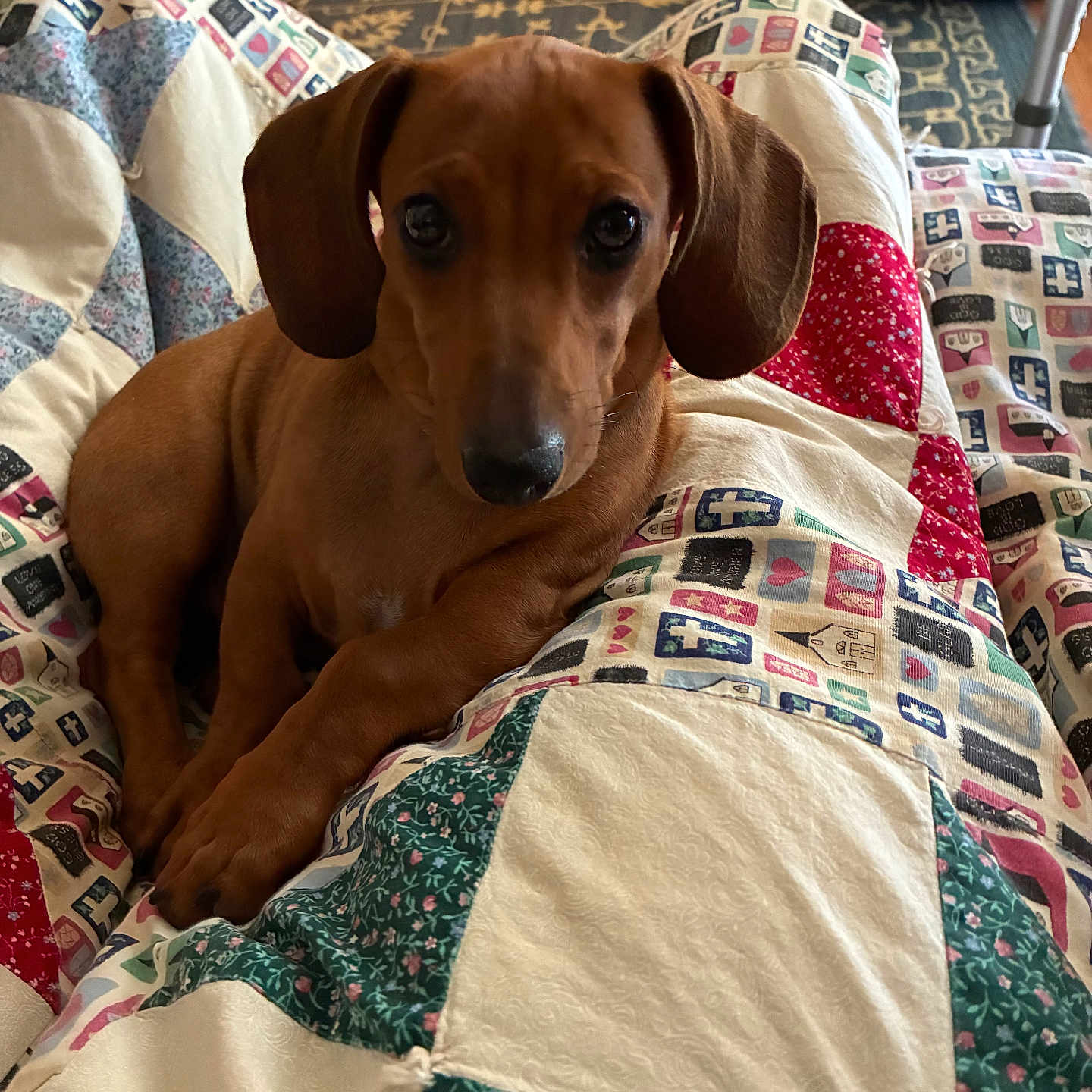 Truman James joined the competition — help win amazing prizes! animal, blanket, brown, carpet, comfort, cozy, cute, dachshund, dog, ears, floor, fur, home, indoor, looking_up, pattern, pet_bed, puppy, quilt, resting