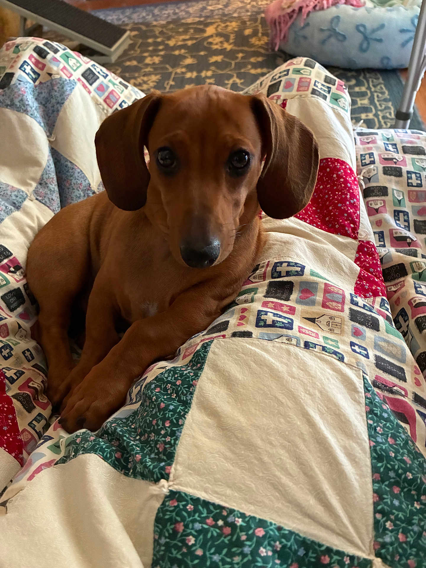 Truman James joined the competition — help win amazing prizes! dog, puppy, dachshund, quilt, blanket, indoor, pet_bed, carpet, brown, cute, animal, looking_up, ears, fur, cozy, home, floor, pattern, resting, comfort