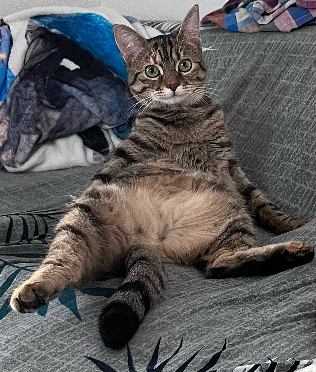 Saika participe au concours pour gagner de l'argent avec cette photo : bag, carnivore, cat, claw, comfort, domestic_short_haired_cat, felidae, fur, grey, luggage_and_bags, paw, plastic_bag, sitting, small_to_medium_sized_cats, snout, tail, terrestrial_animal, whiskers, wildlife, wood