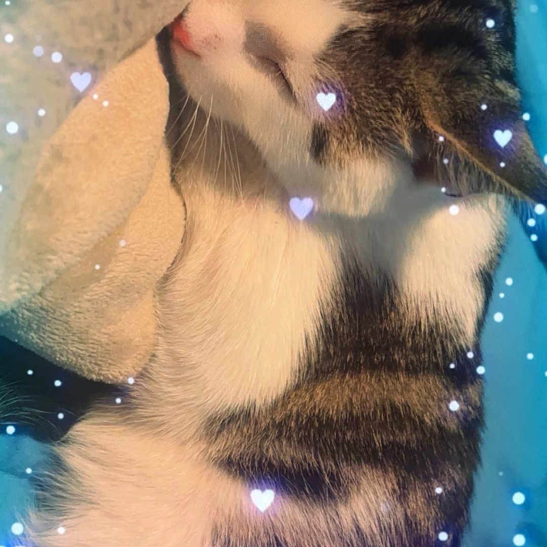 Milo joined the competition — help win amazing prizes! abyssinian, animal, blanket, cat, clothing, face, glitter, hat, head, kitten, light, lighting, manx, nature, person, pet, photography, portrait, purple, sleeping