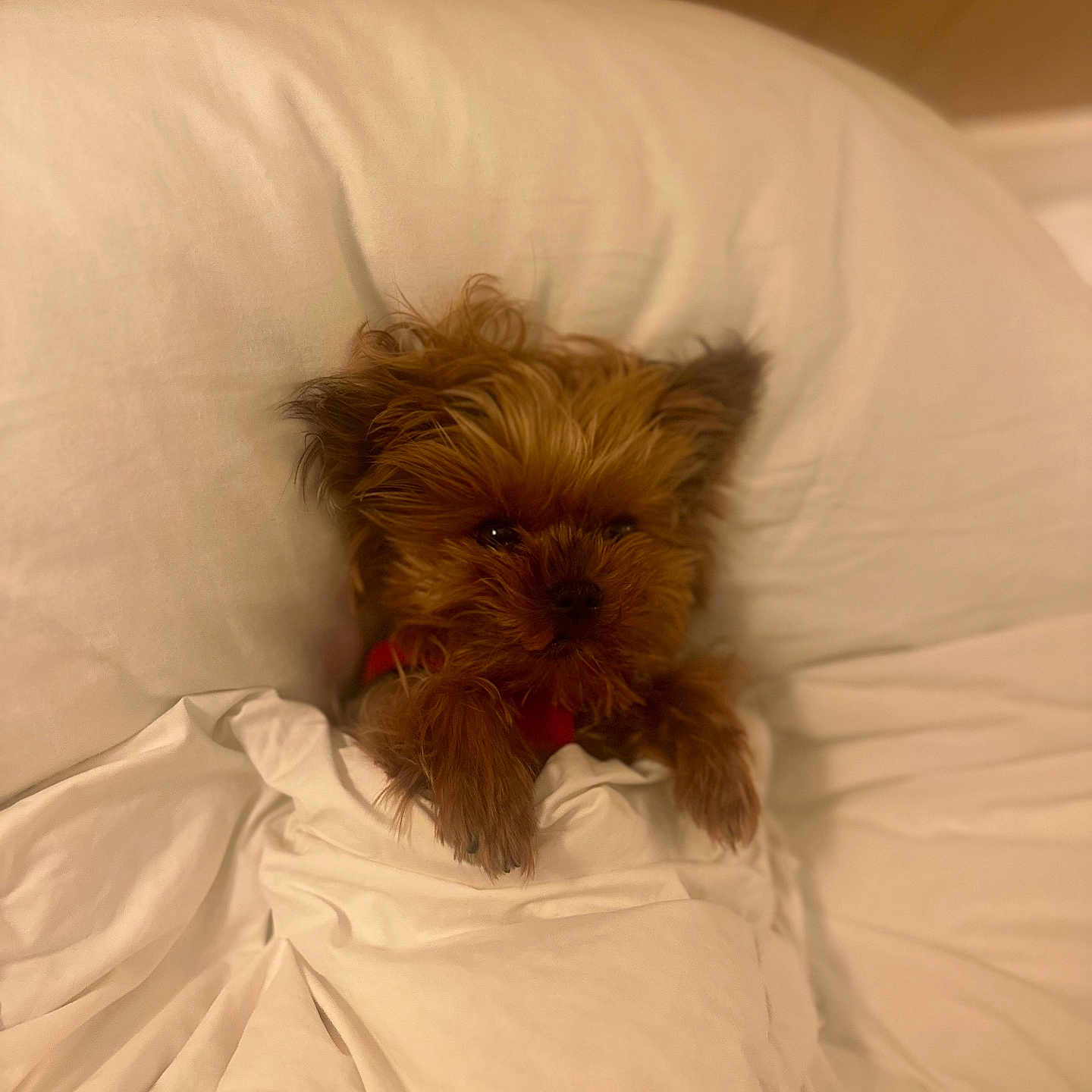 Coco joined the competition — help win amazing prizes! affenpinscher, airedale, animal, bed, bedroom, blanket, canine, couch, cushion, dog, furniture, homedecor, indoors, linen, person, pet, puppy, room, sleeping, terrier