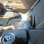 dog, puppy, car_interior, passenger_seat, seatbelt, cup_holder, soda_can, blanket, sunlight, shadow, upholstery, door_panel, resting, lying_down, nose, paw, head, eyes, travel, portrait