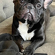 Niko is registered to the contest to win money with this photo: animal, black, blanket, canine, close_up, companion, couch, cute, dog, domestic, ears, french_bulldog, fur, indoor, laying, paws, pet, portrait, resting, white_chest