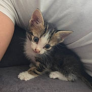 Azur participe au concours pour gagner de l'argent avec cette photo : animal, arm, cat, couch, cozy, curious, cute, fur, indoors, kitten, paws, person, pet, resting, small, soft, tabby, whiskers, white, young
