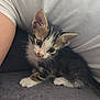 animal, arm, cat, couch, cozy, curious, cute, fur, indoors, kitten, paws, person, pet, resting, small, soft, tabby, whiskers, white, young