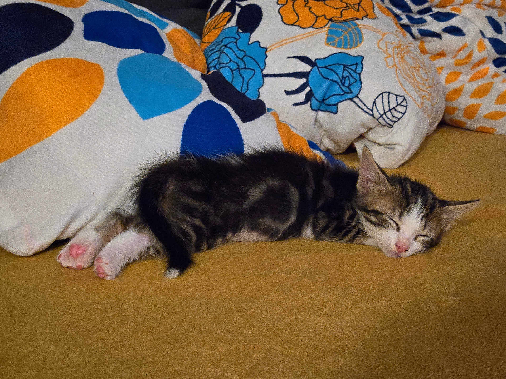 Azur a rejoint le concours — aidez-le/la à gagner de superbes lots ! animal, cat, colorful, cozy, cute, domestic, floral_pattern, fur, indoor, kitten, pet, pillow, pink_paw_pads, relaxing, resting, sleeping, small, soft, tabby, whiskers
