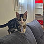 Azur a rejoint le concours — aidez-le/la à gagner de superbes lots ! alert, cat, chair, couch, curious, curtain, cute, domestic_animal, feline, fur, gray_couch, home, indoor, kitten, pet, small_animal, stacked_chairs, whiskers, window, young_cat