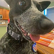 Luna joined the competition — help win amazing prizes! dog, canine, close_up, big_nose, tongue_out, collar, id_tag, patriotic_tag, indoor, kitchen, wooden_table, tablecloth, ear_up, happy, playful, pet, domestic_animal, black_and_white_coat, speckled_coat, portrait