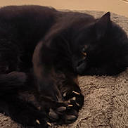 Nala participe au concours pour gagner de l'argent avec cette photo : cat, black_cat, sleeping, pet, animal, feline, cozy, blanket, fur, claws, resting, indoor, home, soft, cute, paw, relaxed, comfort, closeup, mammal