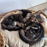 Bianca Et Meiko a rejoint le concours — aidez-le/la à gagner de superbes lots ! cat, kitten, tabby, basket, cushion, quilt, snuggling, indoor, floor, tile, pet, animal, cute, resting, feline, fur, young, cozy, companions, curious