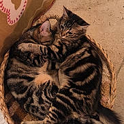 Bianca Et Meiko participe au concours pour gagner de l'argent avec cette photo : animal, basket, blanket, cat, companion, cozy, cuddle, cute, floor, friendship, fur, hug, indoor, pet, relaxation, rest, sleeping, striped, tabby_cat, tile