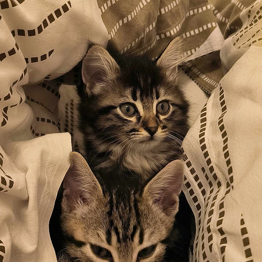 Bianca Et Meiko a rejoint le concours — aidez-le/la à gagner de superbes lots ! animal, bed, blanket, cat, closeup, cozy, cute, ears, feline, fur, indoor, kitten, pattern, pets, resting, sleepy, soft, striped, whiskers, young