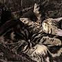 cat, kitten, tabby, sleeping, cuddle, cozy, bed, fur, pet, animal, domestic_animal, cute, resting, closeup, two_animals, whiskers, indoor, nap, soft, peaceful