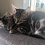 kitten, cat, tabby, sleeping, snuggling, couch, indoor, pet, feline, fur, closeup, resting, cozy, cute, animal, domestic, young, soft_light, window, gray