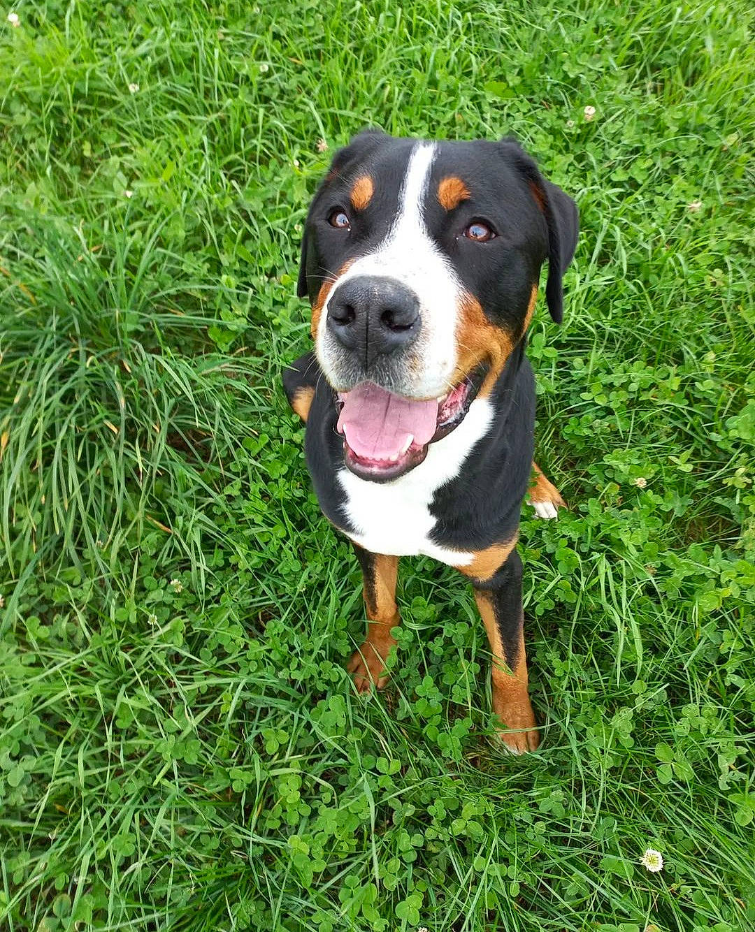 Rayar participe au concours pour gagner de l'argent avec cette photo : ball, beaglier, canidae, carnivore, companion_dog, dog, dog_breed, grass, greater_swiss_mountain_dog, guard_dog, hound, hunting_dog, plant, sedge_family, snout, sporting_group, terrestrial_animal, whiskers, working_animal, working_dog