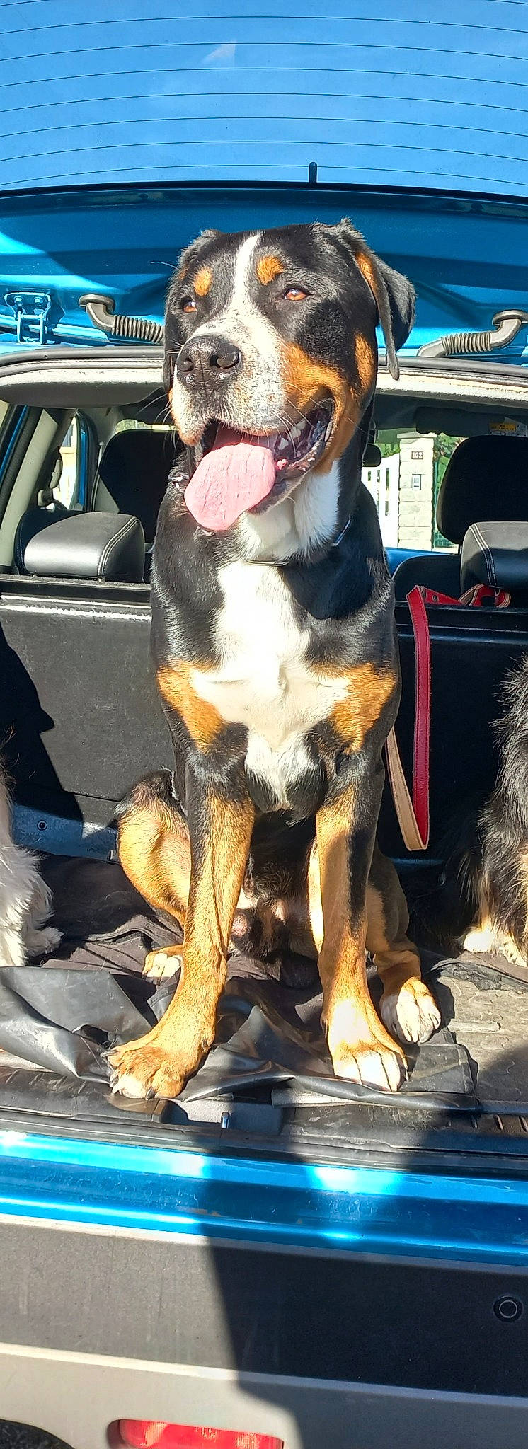 Rayar participe au concours pour gagner de l'argent avec cette photo : automotive_exterior, automotive_lighting, car, carnivore, collar, companion_dog, dog, dog_breed, dog_collar, door, fawn, fender, fur, hound, mammal, motor_vehicle, vehicle, vehicle_door, whiskers, working_animal