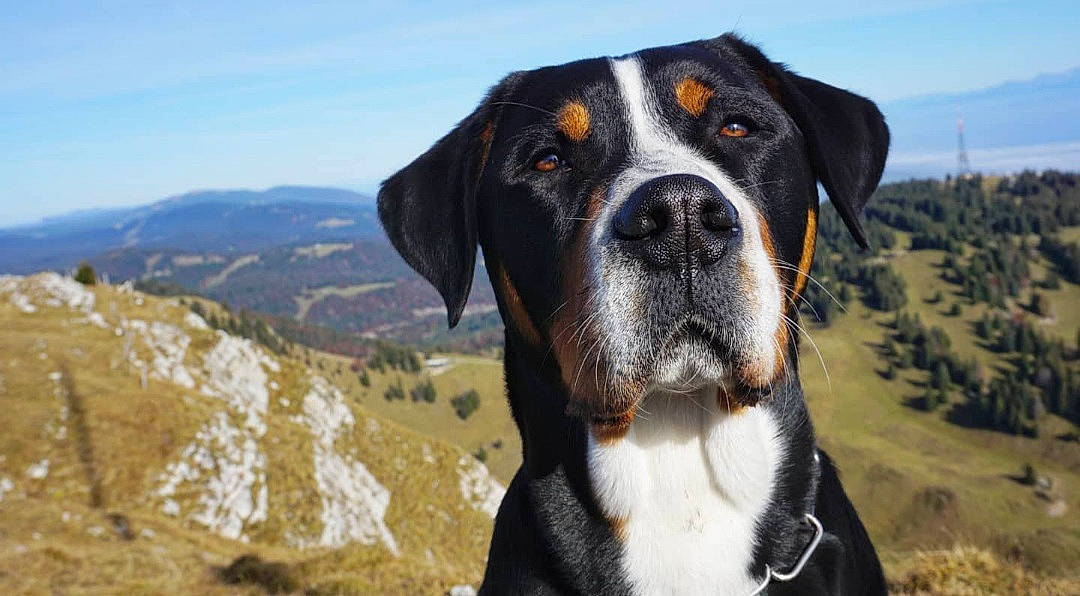 Rayar participe au concours pour gagner de l'argent avec cette photo : carnivore, cloud, collar, companion_dog, dog, dog_breed, dog_collar, fawn, giant_dog_breed, grass, landscape, mountain, plant, scent_hound, sky, snout, sporting_group, whiskers, working_animal, working_dog
