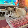 Milo is registered to the contest to win money with this photo: cat, keyboard, computer, sleepy, pink, desktop, technology, pet, indoor, feline, cute, cozy, resting, closeup, home, electronics, colorful, blurred_background, fluffy, cute_pet