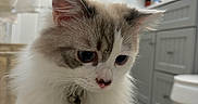 Milo is registered to the contest to win money with this photo: cat, fluffy, white, gray, curious, paws, indoor, bathroom, cabinet, towel, fur, pet, animal, closeup, portrait, domestic, cute, whiskers, ears, collar