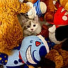 Milo is registered to the contest to win money with this photo: kitten, cat, plush_toys, stuffed_animals, box, cute, fluffy, peeking, colorful, soft, toy_collection, indoor, pet, animal, feline, small, adorable, cozy, playful, childhood