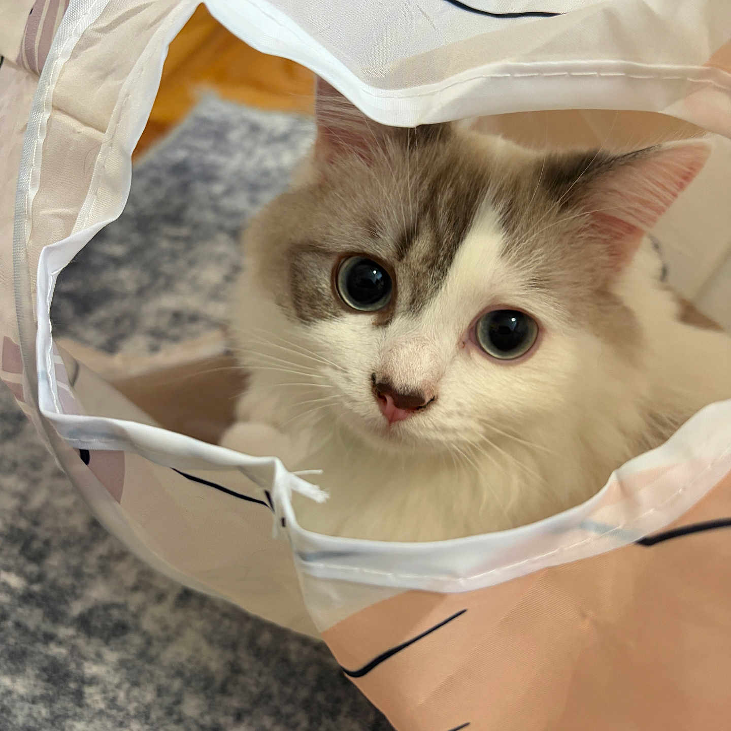 Milo joined the competition — help win amazing prizes! cat, fluffy, white, gray, curious, big_eyes, paper_bag, indoor, close_up, pet, cute, fur, whiskers, nose, ears, soft, playful, floor, carpet, home