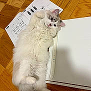 Milo is registered to the contest to win money with this photo: cat, fluffy, white_cat, gray_markings, wooden_floor, instruction_sheet, lying_down, curious, pet, indoor, cute, feline, wide_eyes, relaxed, home, board, sheet, paw, fur, animal