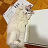cat, fluffy, white_cat, gray_markings, wooden_floor, instruction_sheet, lying_down, curious, pet, indoor, cute, feline, wide_eyes, relaxed, home, board, sheet, paw, fur, animal
