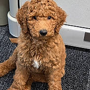 Rudy joined the competition — help win amazing prizes! puppy, dog, curly_fur, brown_fur, white_patch, indoor, carpet, floor, pet, cute, sitting, animal, fur, domestic_animal, young_dog, adorable, closeup, looking, companion, friendly