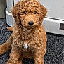 puppy, dog, curly_fur, brown_fur, white_patch, indoor, carpet, floor, pet, cute, sitting, animal, fur, domestic_animal, young_dog, adorable, closeup, looking, companion, friendly