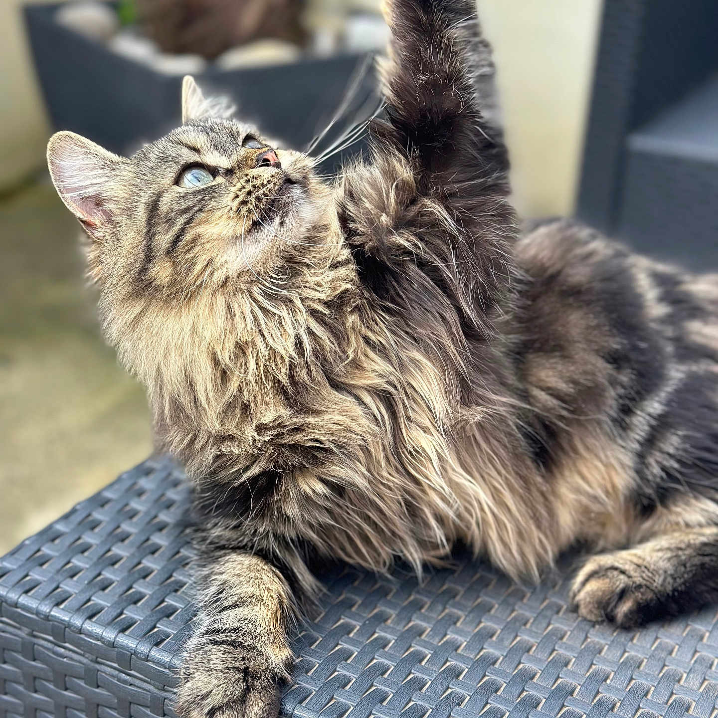 Chipie a rejoint le concours — aidez-le/la à gagner de superbes lots ! abyssinian, angora, animal, brasssection, cat, chair, couch, electronics, furniture, hardwood, horn, indoors, kitten, manx, mat, musicalinstrument, person, pet, sleeping, wood