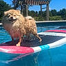 dog, paddleboard, pool, water, outdoor, sunny, blue_sky, trees, pergola, wet, fluffy, animal, pet, summer, recreation, balancing, smiling, happy, daytime, nature