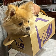 Pumpkin Spice Latte is registered to the contest to win money with this photo: dog, pomeranian, pet, animal, box, takeout_box, taco_bell, food_container, hand, person, kitchen, table, fur, cute, curious, brown_fur, indoor, domestic, small_dog, holding