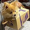 dog, pomeranian, pet, animal, box, takeout_box, taco_bell, food_container, hand, person, kitchen, table, fur, cute, curious, brown_fur, indoor, domestic, small_dog, holding