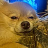 dog, close_up, resting, fluffy, blanket, nose, fur, pet, indoors, sleepy, cozy, relaxation, face, animal, cute, soft, portrait, warm, comfort, muzzle