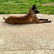 Vanille participe au concours pour gagner de l'argent avec cette photo : alert, animal, brown_dog, canine, concrete, daylight, dog, domestic_animal, ears_up, fur, grass, guarding, lying_down, nature, outdoor, pet, relaxed, resting, side_view, watchful