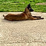 alert, animal, brown_dog, canine, concrete, daylight, dog, domestic_animal, ears_up, fur, grass, guarding, lying_down, nature, outdoor, pet, relaxed, resting, side_view, watchful