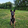 Vanille participe au concours pour gagner de l'argent avec cette photo : alert, animal, belgian_malinois, canine, dog, ears, eyes, field, fur, grass, greenery, muzzle, nature, outdoor, park, pet, sitting, summer, sunlight, tree