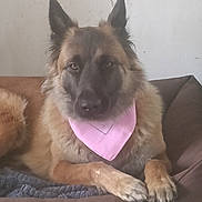 Vegas participe au concours pour gagner de l'argent avec cette photo : dog, german_shepherd, pet, canine, fluffy, long_hair, brown, black, pink_bandana, bandana, couch, indoors, portrait, sitting, lying_down, front_paws, pointed_ears, looking_at_camera, home, companion