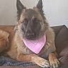dog, german_shepherd, pet, canine, fluffy, long_hair, brown, black, pink_bandana, bandana, couch, indoors, portrait, sitting, lying_down, front_paws, pointed_ears, looking_at_camera, home, companion