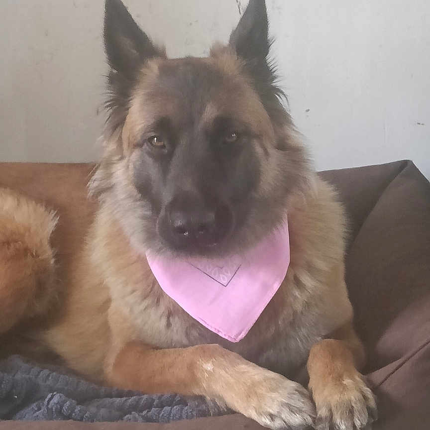 Vegas participe au concours pour gagner de l'argent avec cette photo : dog, german_shepherd, pet, canine, fluffy, long_hair, brown, black, pink_bandana, bandana, couch, indoors, portrait, sitting, lying_down, front_paws, pointed_ears, looking_at_camera, home, companion